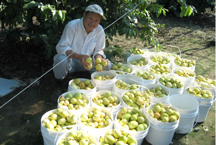 グァバの収穫